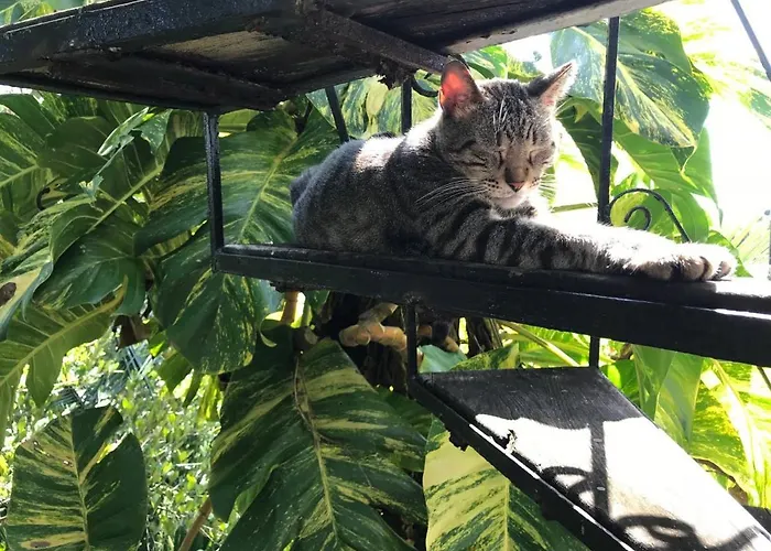 Quiet Studio In Nature Near The Beach And Fun! * Playa del Carmen